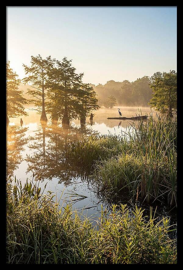 Serene Marsh At Sunrise