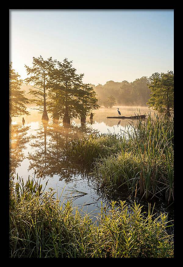 Serene Marsh At Sunrise