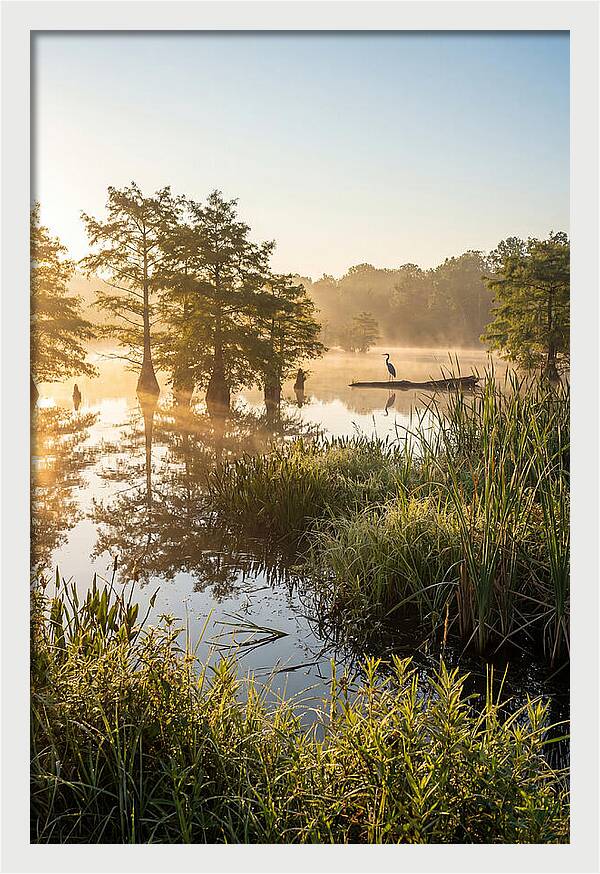 Serene Marsh At Sunrise