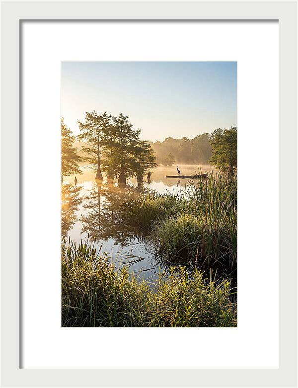 Serene Marsh At Sunrise