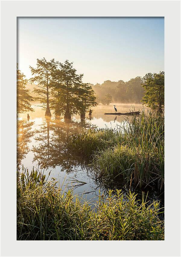 Serene Marsh At Sunrise