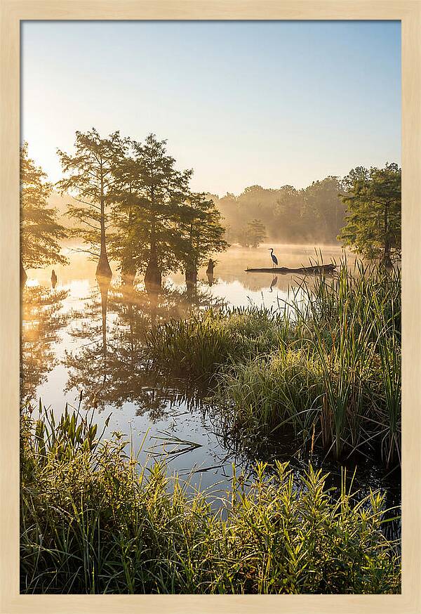 Serene Marsh At Sunrise
