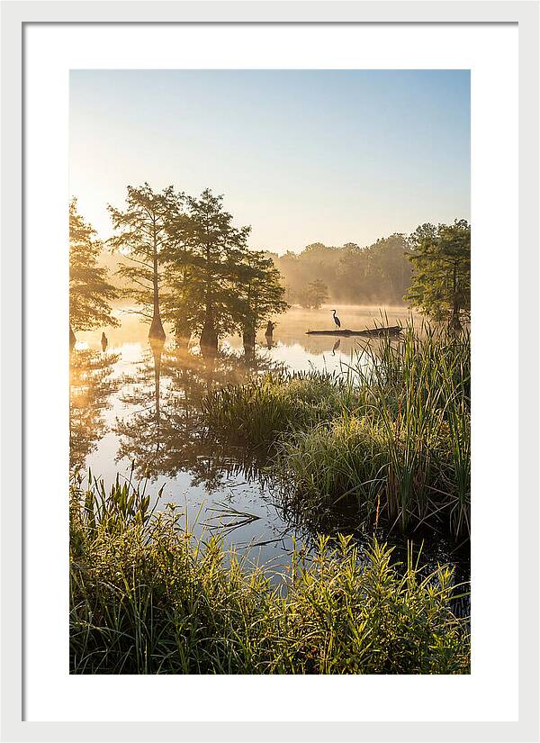 Serene Marsh At Sunrise