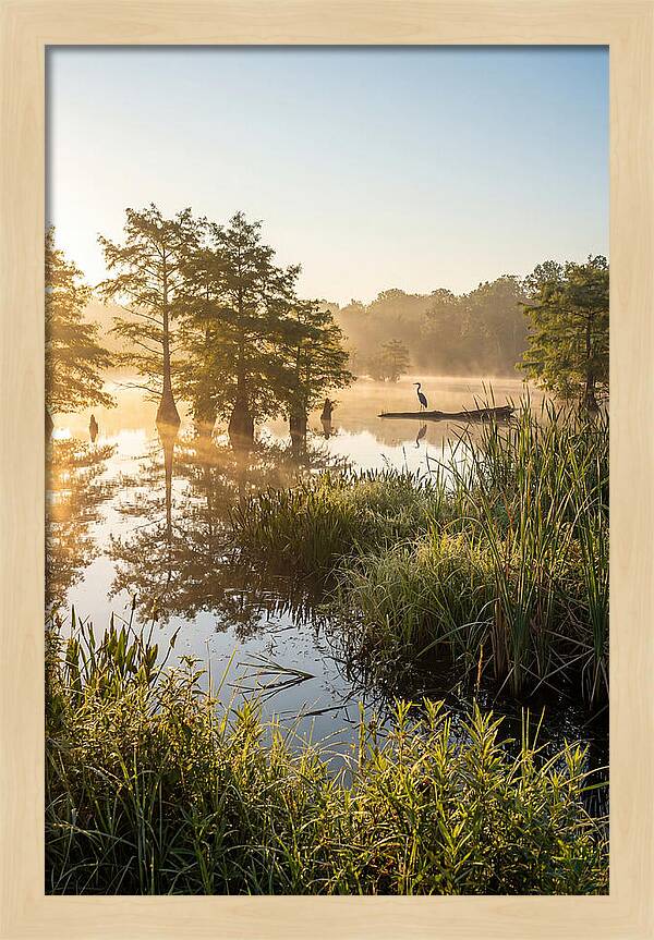 Serene Marsh At Sunrise