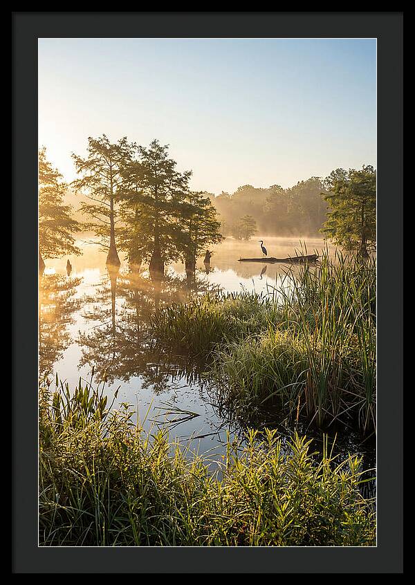 Serene Marsh At Sunrise