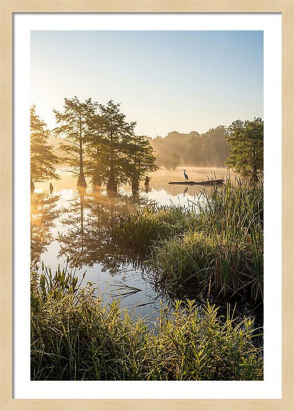 Serene Marsh At Sunrise