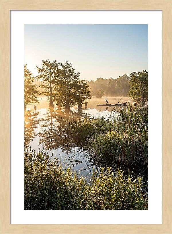 Serene Marsh At Sunrise
