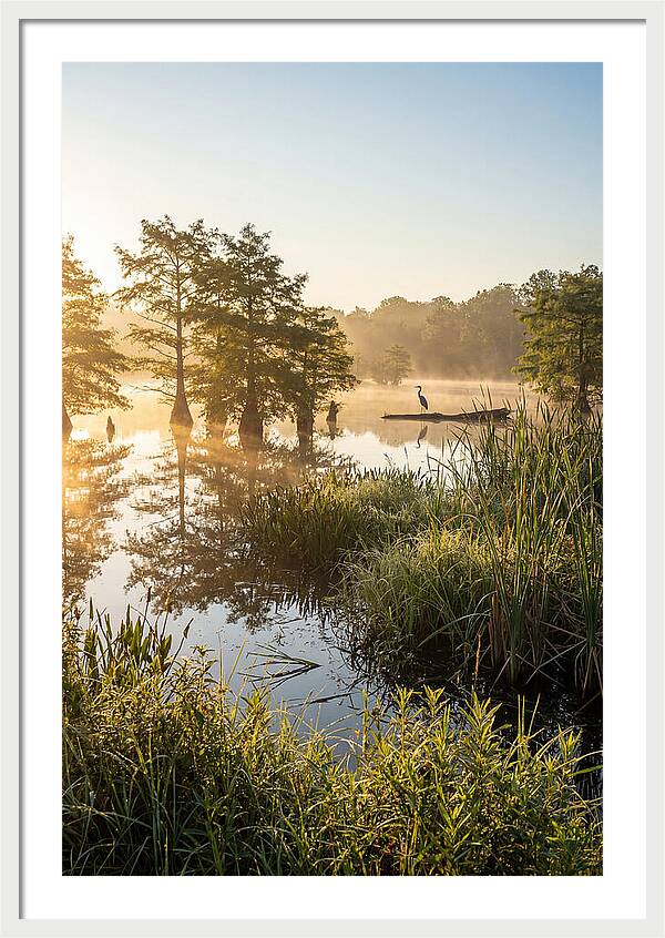 Serene Marsh At Sunrise