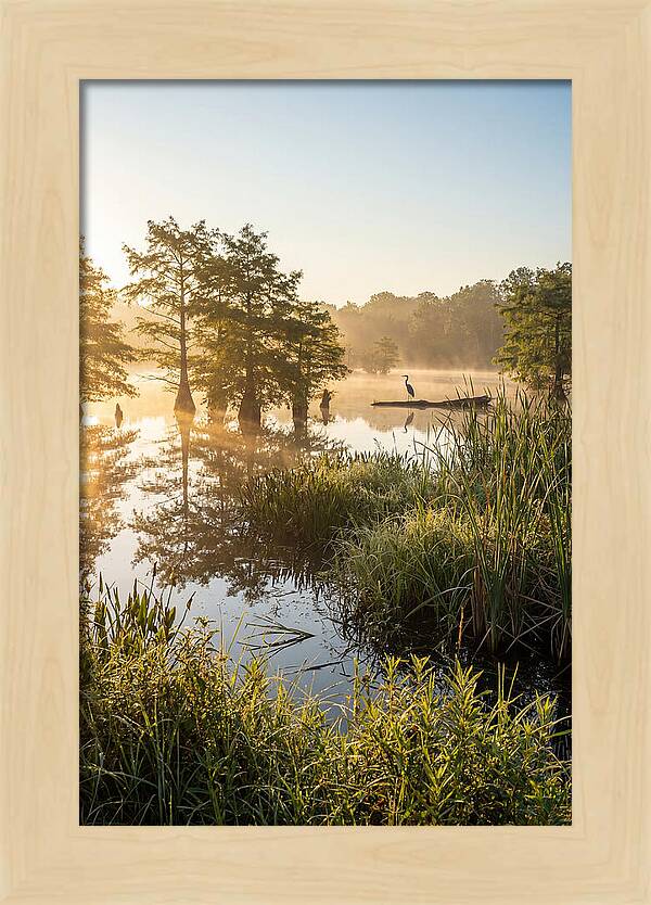 Serene Marsh At Sunrise