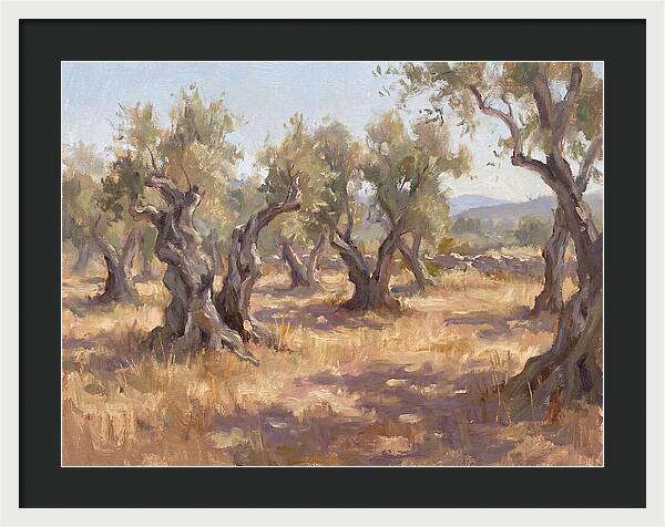 Serene Olive Orchard