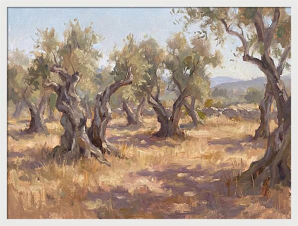 Serene Olive Orchard