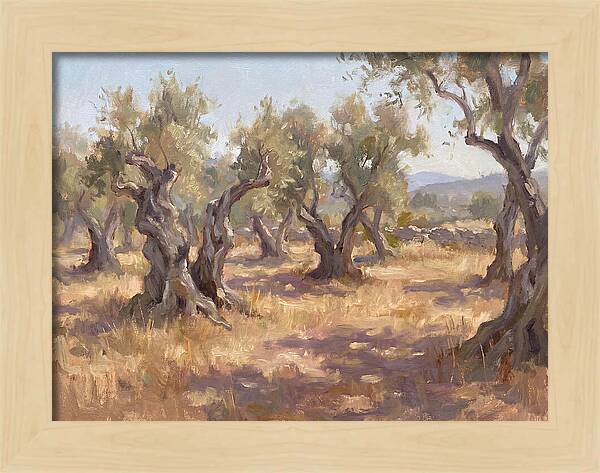 Serene Olive Orchard