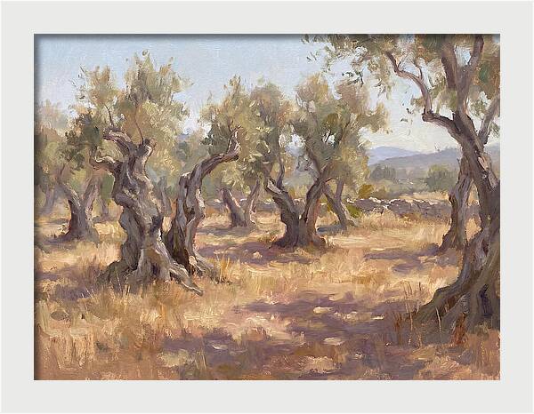 Serene Olive Orchard