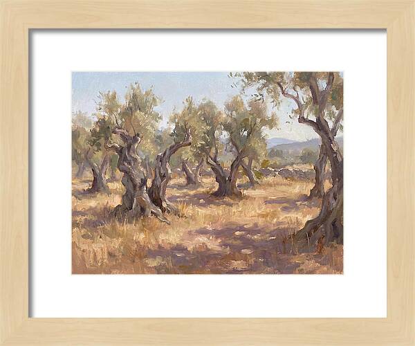 Serene Olive Orchard