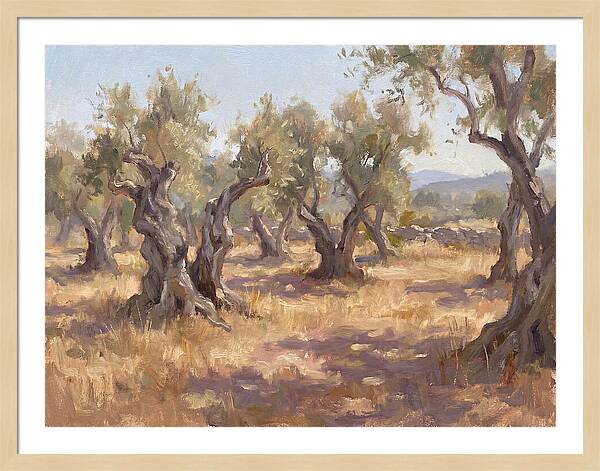 Serene Olive Orchard