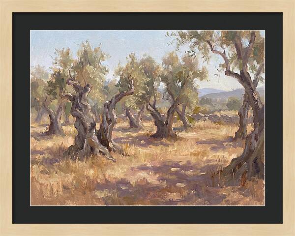 Serene Olive Orchard