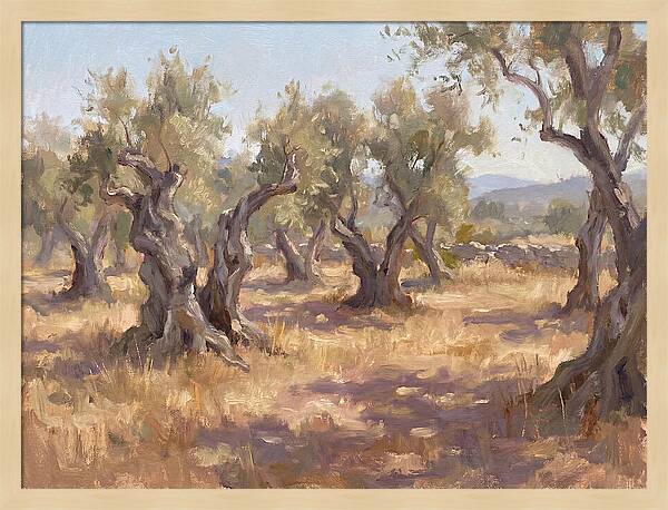 Serene Olive Orchard