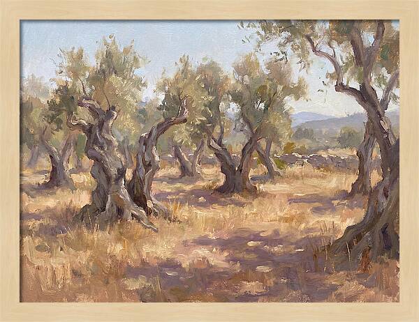 Serene Olive Orchard
