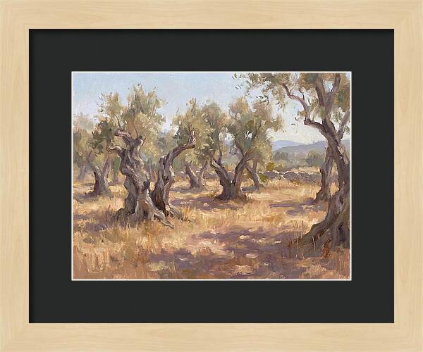 Serene Olive Orchard