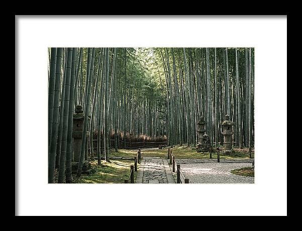 Serene Passage Through Bamboo Grove