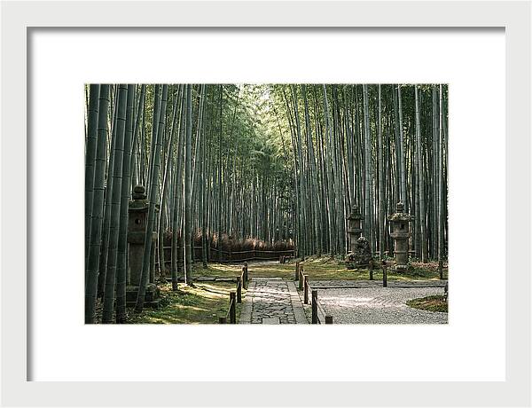 Serene Passage Through Bamboo Grove