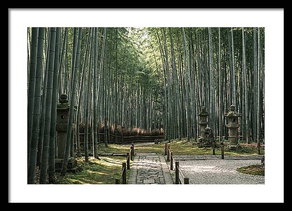 Serene Passage Through Bamboo Grove