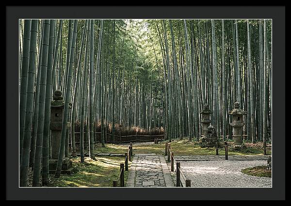 Serene Passage Through Bamboo Grove