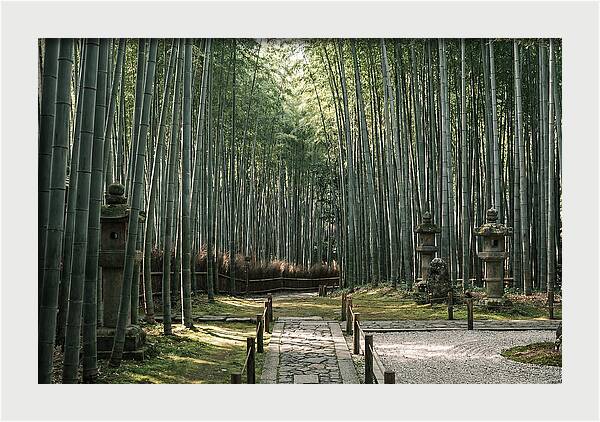Serene Passage Through Bamboo Grove