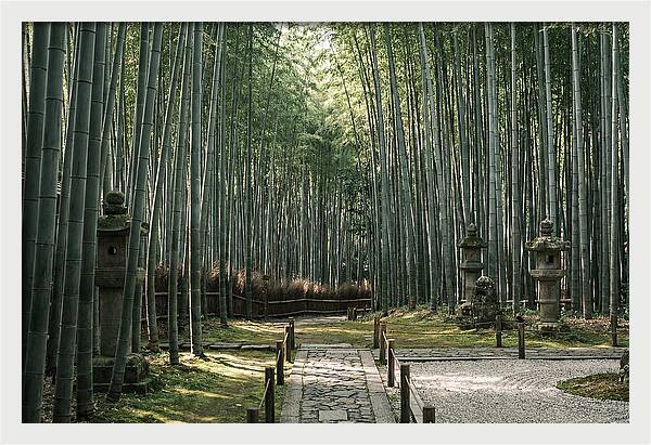 Serene Passage Through Bamboo Grove