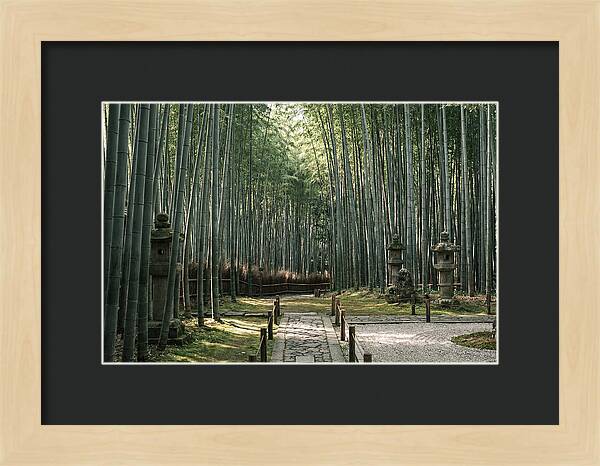 Serene Passage Through Bamboo Grove