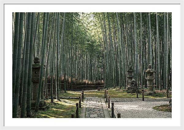 Serene Passage Through Bamboo Grove