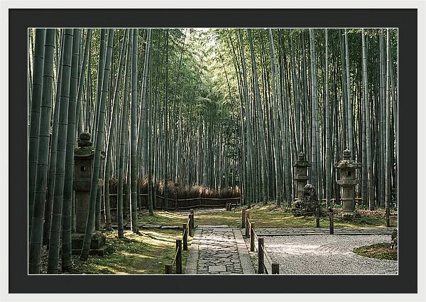 Serene Passage Through Bamboo Grove