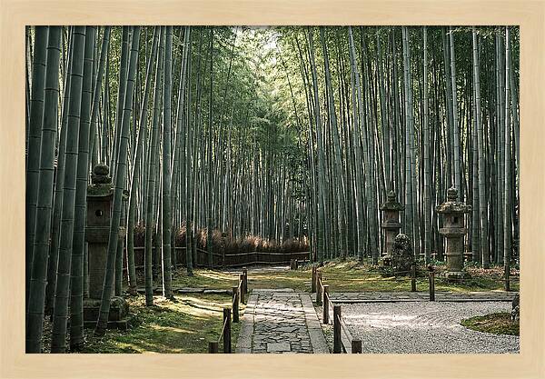 Serene Passage Through Bamboo Grove