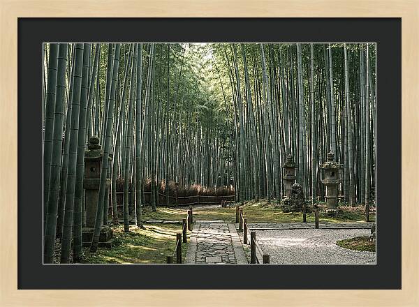 Serene Passage Through Bamboo Grove