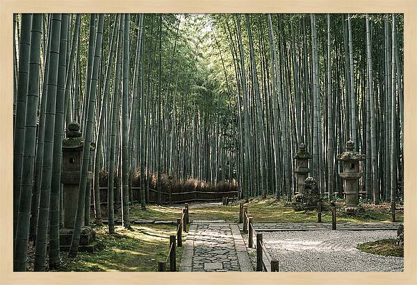 Serene Passage Through Bamboo Grove