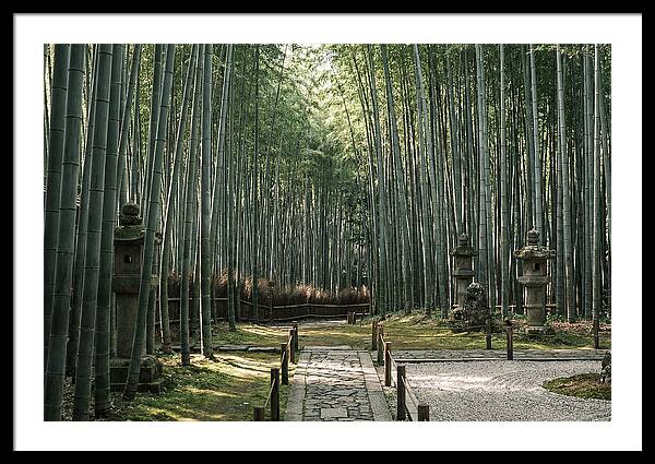 Serene Passage Through Bamboo Grove
