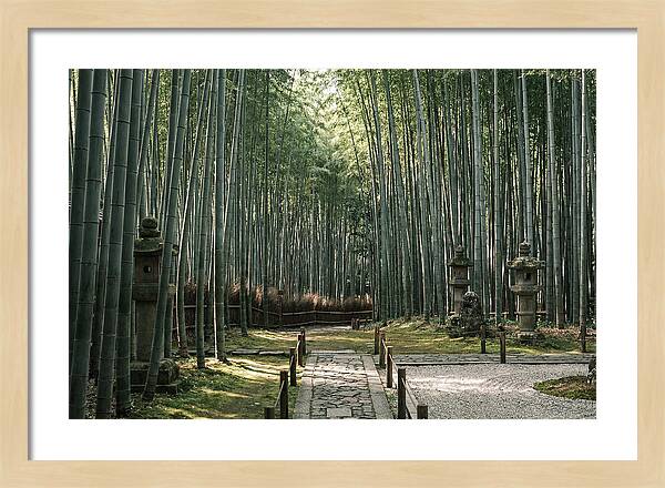 Serene Passage Through Bamboo Grove