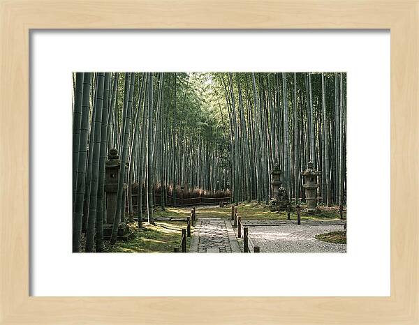 Serene Passage Through Bamboo Grove