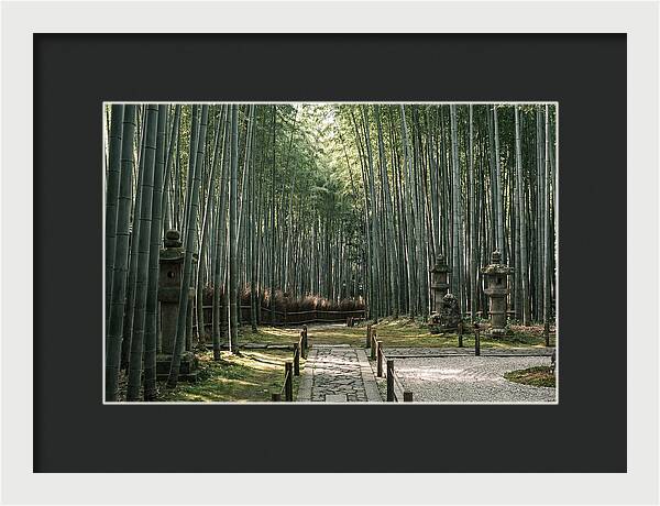 Serene Passage Through Bamboo Grove