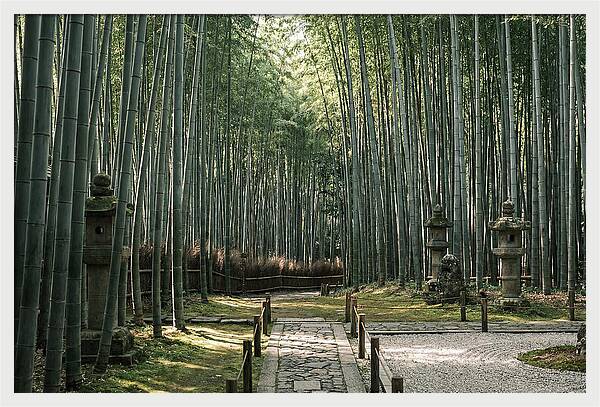 Serene Passage Through Bamboo Grove