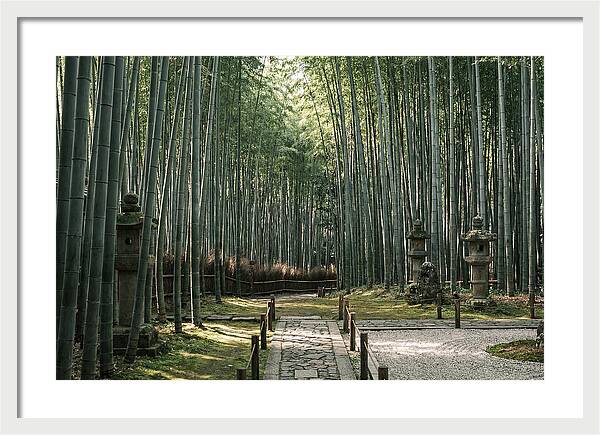 Serene Passage Through Bamboo Grove