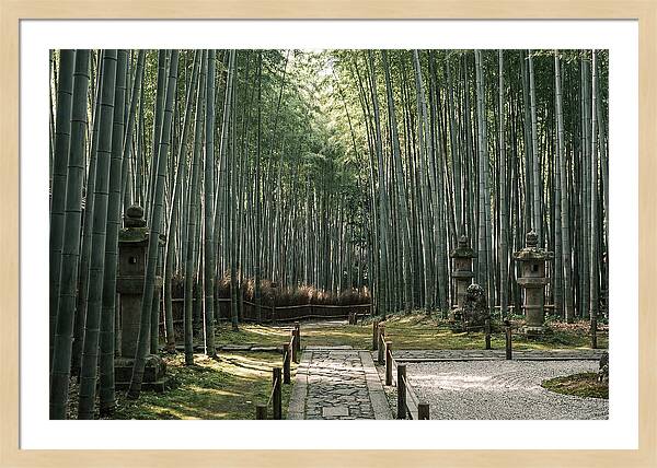 Serene Passage Through Bamboo Grove