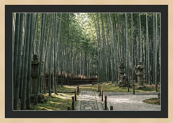 Serene Passage Through Bamboo Grove