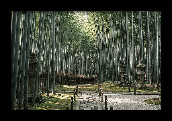 Serene Passage Through Bamboo Grove
