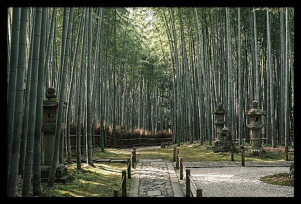 Serene Passage Through Bamboo Grove