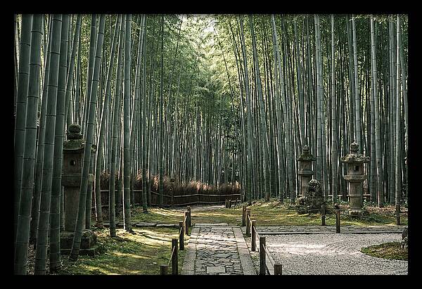 Serene Passage Through Bamboo Grove