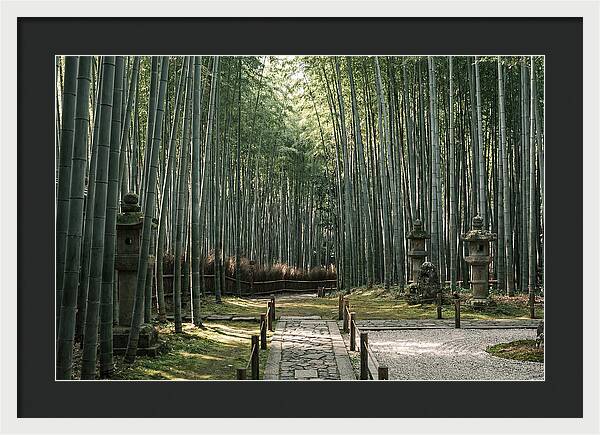 Serene Passage Through Bamboo Grove