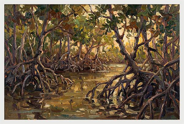 Serene Reflections In Mangroves