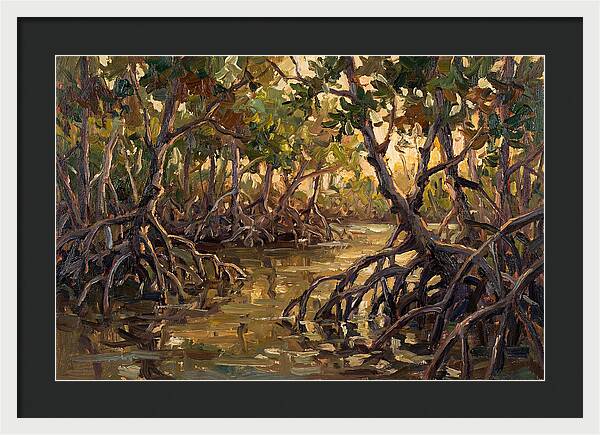 Serene Reflections In Mangroves