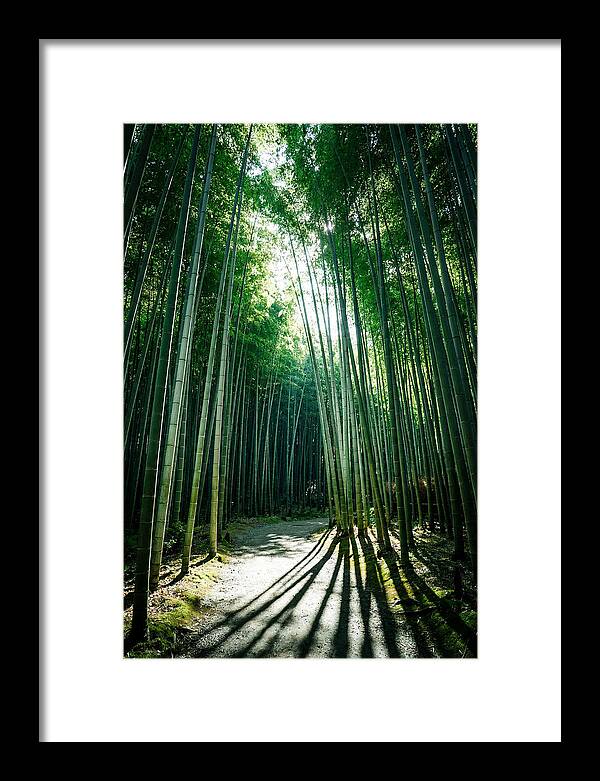 Serene Stroll Through Arashiyama Bamboo